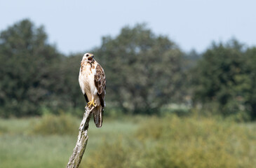 Buzzard on top of the branch