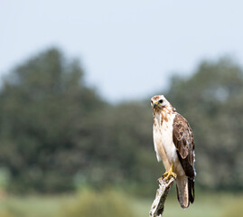 Buzzard on top of the branch