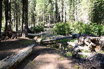 forest in the forest