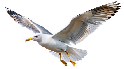 Fototapeta premium Soaring seagull in flight with open wings PNG isolated transparent