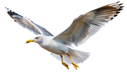 Soaring seagull in flight with open wings PNG isolated transparent