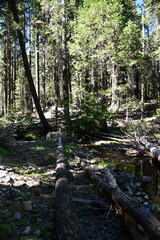 the forest in the morning