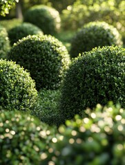 Grassy area with bushes