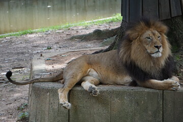 Ein majestätischer afrikanischer Löwe mit schöner Mähne ruht im Schatten unter einem Baum nach...