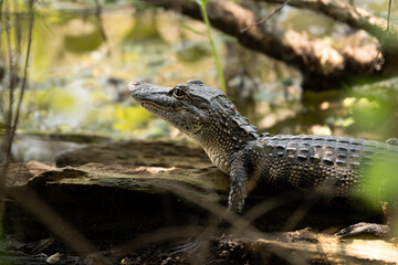 Baby Alligator in Swamp
