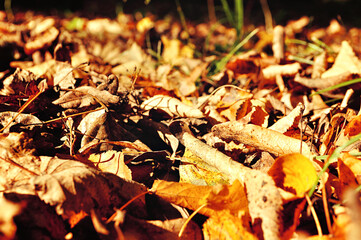 Dry autumn leaves lying on the ground under soft sunlight, autumn background, autumn leaves on the ground, closeup view