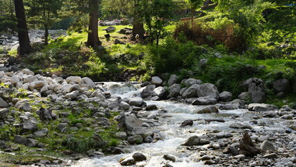 A peaceful brook with crystal-clear water, surrounded by lush greenery and forest trees in daylight