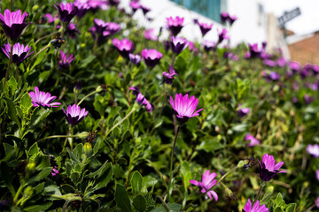 Fototapeta premium purple and white flowers