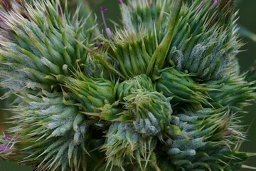 The amazing details of a thistle  in a macro photo; Carduus Nutans