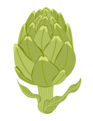 Vector flat style botanical illustration of artichoke. Hand drawn green vegetable isolated on white background