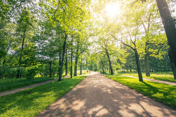 Obraz premium A path in a park with trees on both sides