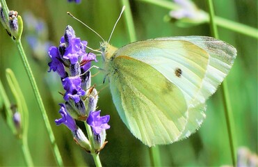 Beautiful white butterfly and lavender flower in the meadow