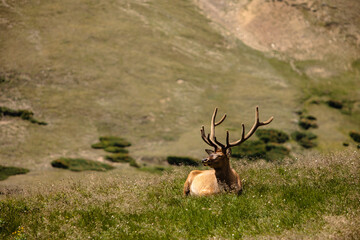 In the alpine tundra along the Old Fall River Road in Rocky Mountain National Park, Colorado, a lone bull elk lies resting in the mid-July afternoon sunshine.