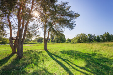 A large tree casts a shadow on the grass