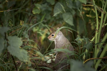 A Grey Squirrel, Showing the Side Face of a Non-Native Invasive UK Species with a Dark Green Ecology Surround.