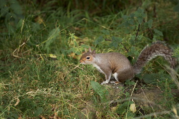 A Grey Squirrel, Showing the Side Face of a Non-Native Invasive UK Species with a Natural Green Ecology Surround.