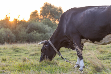 A cow is grazing in a field with the sun setting in the background