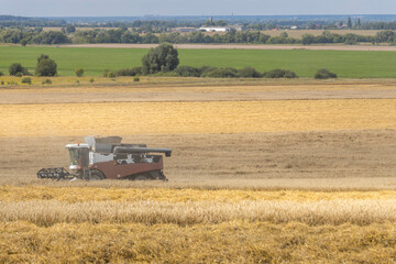 Fototapeta premium A large combine harvester is driving through a field of yellow crops