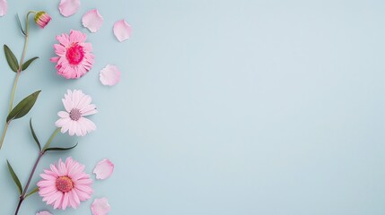 Fototapeta premium Pink Gerbera Daisies on Blue Background, Minimalist Floral Composition with Ample Copyspace, Perfect for Spring-Themed Invitations, Nature Projects, or Elegant Floral Art.