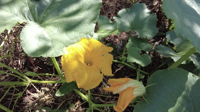 Pumpkin flower among large pumpkin leaves,