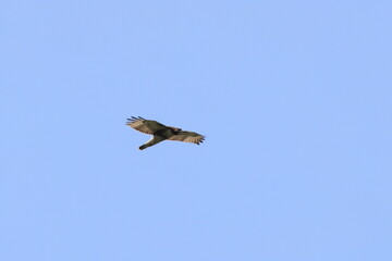 Cooper hawk flying in blue sky