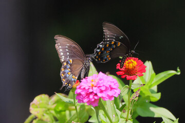 Black utterflies on flowers