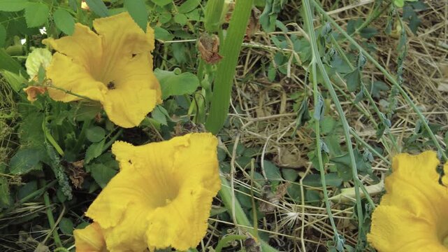 Close-up of pumpkin flower and bee collecting pollen,