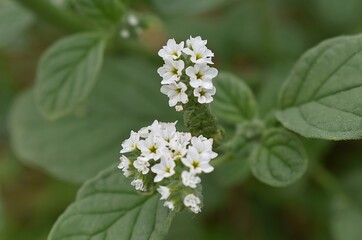 Floraison d'Héliotrope d'Europe, Turnsole (Heliotropium europaeum Boraginaceae) dans la nature.