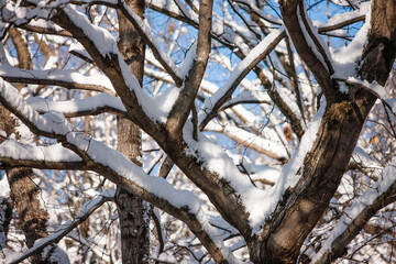Intertwined branches snow-covered from the late December snowstorm within the Pike Lake Unit, Kettle Moraine State Forest, Hartford, Wisconsin