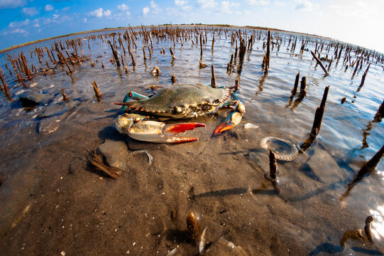 Wide angle closeup shot of a Blue Crab in Bayou Thunder Von Tranc, Grand Isle, Louisiana