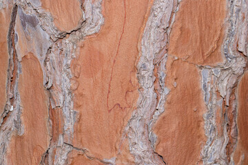the texture of dry wood is gray-orange shades