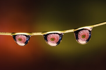 three drops of water on a twig with a reflection of a pink gerbera flower , creative macrophotography