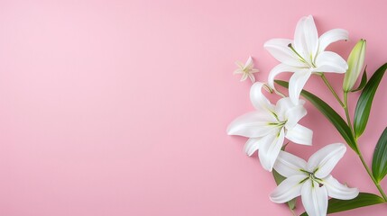 Naklejka premium White Lilies on Pink Background, Elegant and Minimalistic Floral Design with Copyspace, Perfect for Wedding Invitations, Spring-Themed Projects, or Nature-Inspired Floral Decor.