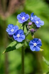 Macro shot of a green alkanet (pentaglottis sempervirens) plant in bloom