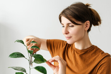 Beautiful woman is pruning a plant at home with scissors