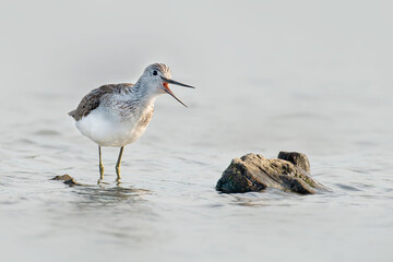 Common Greenshank