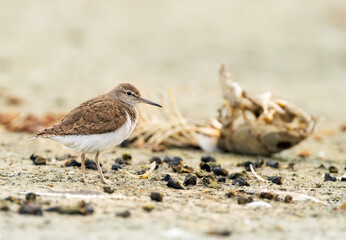 Common Sandpiper