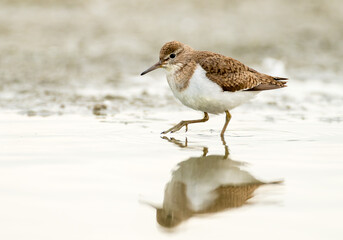 Common Sandpiper