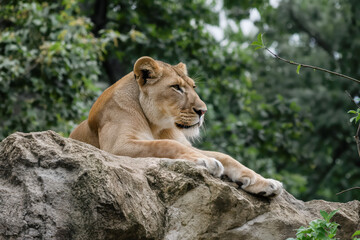 Obraz premium A lion is laying on a rock in a forest