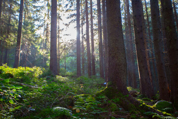 Obraz premium Fresh green forest in sunshine taken early morning in Carpathian mountains