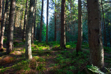 Fresh green forest  in sunshine taken  early morning in Carpathian mountains