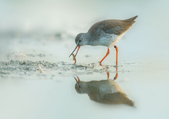 Common Redshank