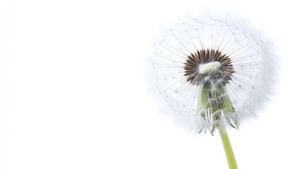 Fototapeta premium Dandelion on White