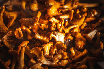 Golden, delicious chanterelles are fried in a pan. Close-up. Selected focus