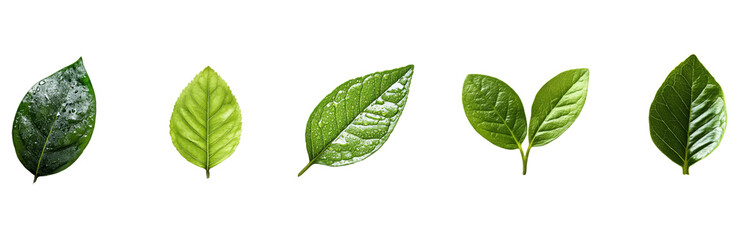 Fototapeta premium Green Leaf Collection: Nature's Delicate Beauty Unveiled 