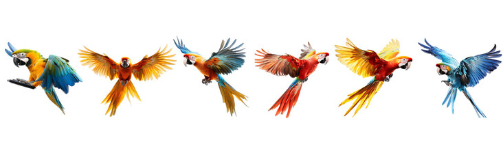 Fototapeta premium Macaw Majesty in Flight: A vibrant collection of six macaws soaring gracefully against a pristine white backdrop. 