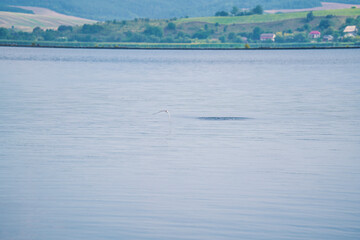 a seagull flying low over the water to catch fish
