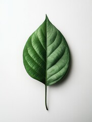 Single Green Leaf