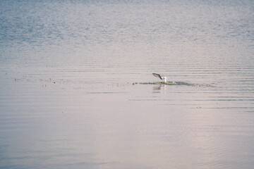 a seagull flying low over the water to catch fish
