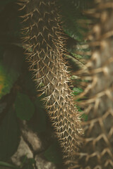 the trunk of a plant with large prickly spines
